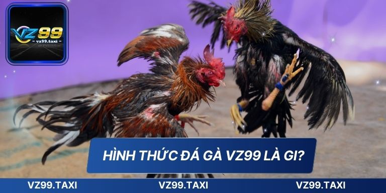 Hình thức đá gà VZ99 là gi